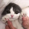 gatitos tiernos 28