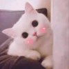 ️Lindas mascotas 24
