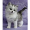 gatitos tiernos 29