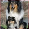 Dog 1 28