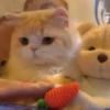 ️Lindas mascotas 25