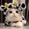 ️Lindas mascotas 27