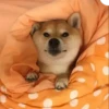 ️Lindas mascotas 29