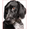 Dog 1 30