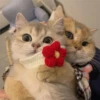 Gatitos aesthetic 5