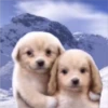 Perritos RAMDOM 6