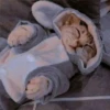Gatitos aesthetic 6