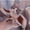 Gatitos aesthetic 7