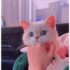 Gatitos aesthetic 8