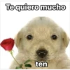 Perritos RAMDOM 7