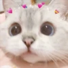 Gatitos aesthetic 9