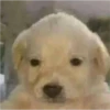 Perritos RAMDOM 8