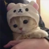 Gatitos aesthetic 10