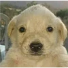 Perritos RAMDOM 9