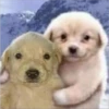 Perritos RAMDOM 11