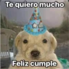Perritos RAMDOM 12