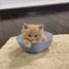 Gatitos aesthetic 11