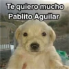 Perritos RAMDOM 13