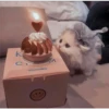 Gatitos aesthetic 12