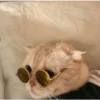Gatitos aesthetic 14