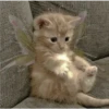 Gatitos aesthetic 15