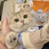 Gatitos aesthetic 18