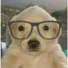 Perritos RAMDOM 14