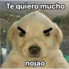 Perritos RAMDOM 15