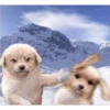 Perritos RAMDOM 16