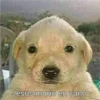 Perritos RAMDOM 17