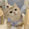 Gatitos aesthetic 22