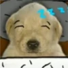 Perritos RAMDOM 20