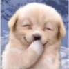 Perritos RAMDOM 21