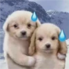 Perritos RAMDOM 22