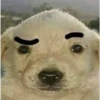 Perritos RAMDOM 24
