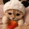 Gatitos aesthetic 23