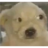 Perritos RAMDOM 25