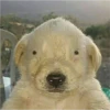Perritos RAMDOM 26