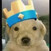 Perritos RAMDOM 28