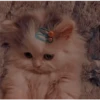 Gatitos aesthetic 24
