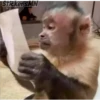 Memes Del Monito 5