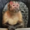 Memes Del Monito 7