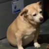 Hot Dog 8