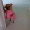 Hot Dog 9
