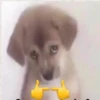 Hot Dog 10