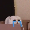lol 8