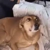 Hot Dog 15