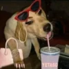 Hot Dog 17
