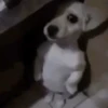 Hot Dog 18