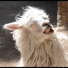 Llama Drama 5